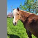 Ponette de loisir 12 ans 1m37