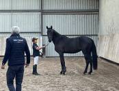 6ans hongre SF pour 130
