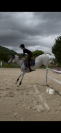 Jument de sport 