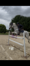 Jument de sport 