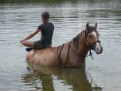 Jument de 13 ans demi Fiord