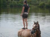 Jument de 13 ans demi Fiord