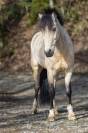 A vendre Poney B - PFS - CSO