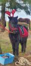 Poney SHETLAND 1M10