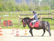 Poney SHETLAND 1M10