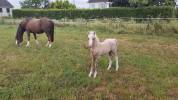 Foal welsh mountain 