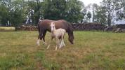 Foal welsh mountain 