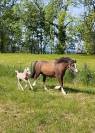 Foal welsh mountain 