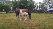 Foal welsh mountain 