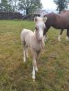 Foal welsh mountain 