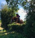 Welsh cob 11 ans