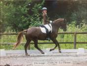 Welsh cob 11 ans