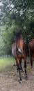 Hongre 4ans &agrave; vendre 