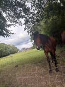 Hongre 4ans &agrave; vendre 