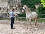 Grand lusitanien 5 ans cr&egrave;me dun hongre 