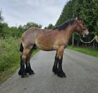 A VENDRE Poulain trait ardennais 1 an 
