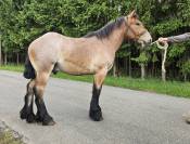 A VENDRE Poulain trait ardennais 1 an 
