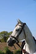Cheval polyvalent 