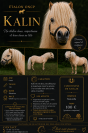 Kalin - Saillie &eacute;talon (shetland ONCP) 