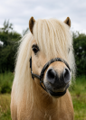 Kalin - Saillie &eacute;talon (shetland ONCP) 
