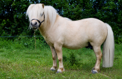 Kalin - Saillie &eacute;talon (shetland ONCP) 