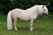 Kalin - Saillie &eacute;talon (shetland ONCP) 