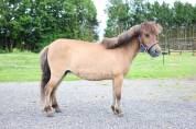Magnifique ponette