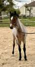 Poulain 1 an 