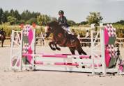 Merrie New Forest Te leen 2014 Donker bruin / bai
