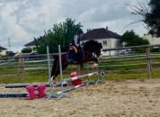 Poney de sport