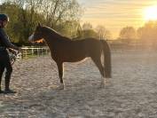Poney de sport