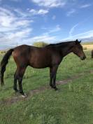 superbe anglo-arabe bai de 6 ans