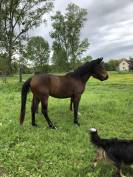 superbe anglo-arabe bai de 6 ans
