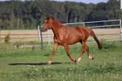 Arabo-trotteur alezan de 7 ans