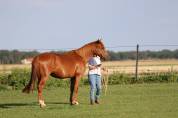 Arabo-trotteur alezan de 7 ans