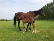 Jeune jument pur sang arabe de 4 ans