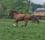 Superbe poulain Bwp