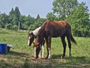 Superbe poulain Bwp
