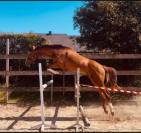 Superbe poulain Bwp