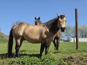 Etalon Quarter Horse 91% Fondation