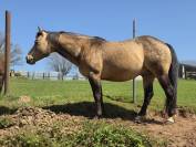 Etalon Quarter Horse 91% Fondation