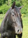AV - OBI ONE du CERF (DIARADO) - 2 ans