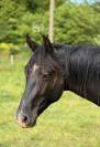 AV - OBI ONE du CERF (DIARADO) - 2 ans