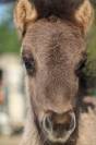 Poulain shetland PP grullo