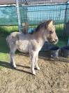 Poulain shetland PP grullo