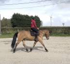 Cheval &agrave; vendre 