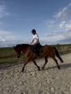 Cheval &agrave; vendre 