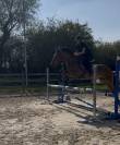 Cheval &agrave; vendre 