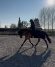 Cheval &agrave; vendre 