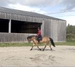 Cheval &agrave; vendre 
